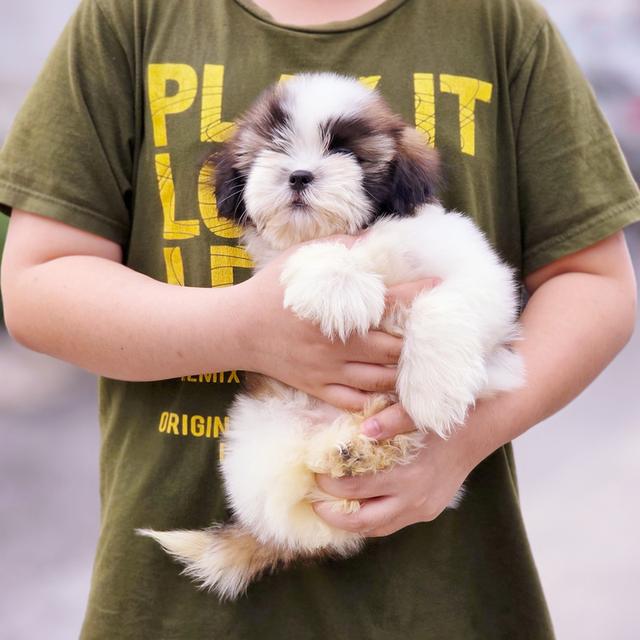 Shihtzu ชิสุหนุ่มหล่อพันธุ์แท้สวยน่ารักพร้อมย้ายบ้าน