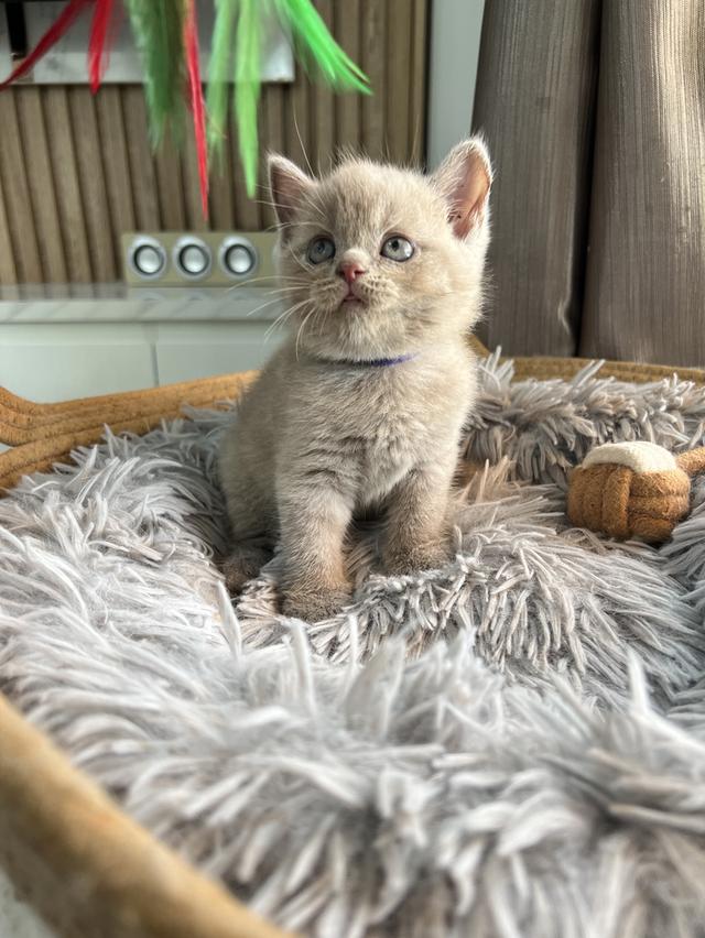 ลูกแมว บริติช ช็อตแฮร์ ใบเพ็ดนอกWCF(British Shorthair) 10