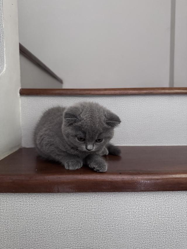 แมวสก๊อตติชโฟลด์ 4