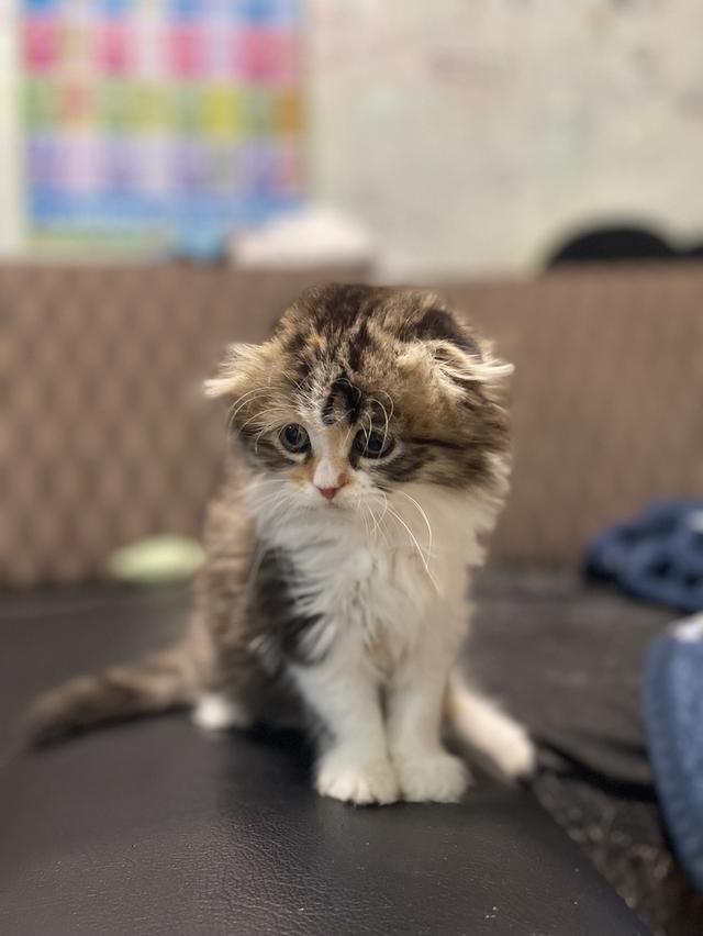 แมวนำโชคสามสี(เมีย) พร้อมย้ายบ้าน