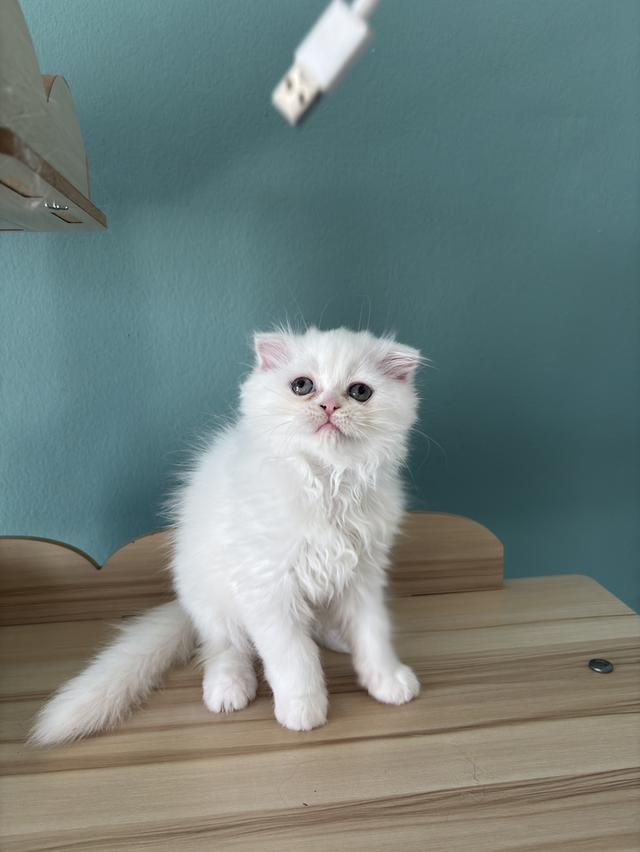 แมวเปอร์เซีย น่ารักขี้อ้อน