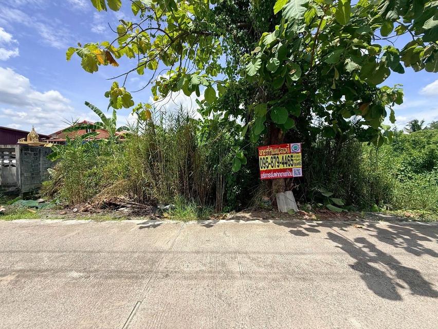 ขายด่วนที่ดินใกล้วัดเทียนดัด 151 ตรว ติดถนนสาธารณะ กระทุ่มแบน สมุทรสาคร 1