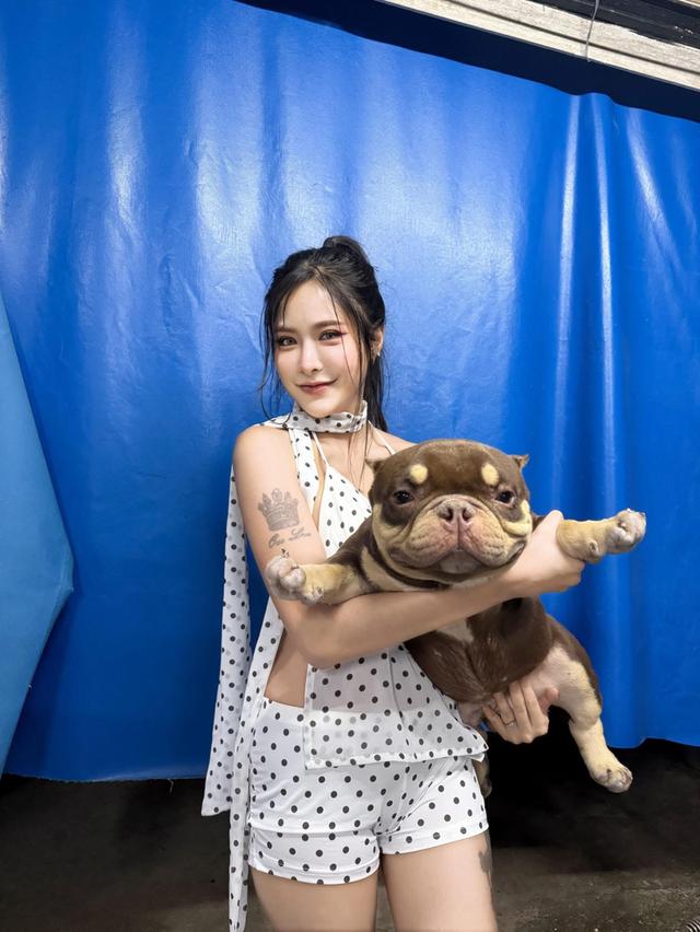 มัดจำแล้ว Exotic bully เพศเมีย สีพายช็อคไตร เปิดจอง รูปที่ 6