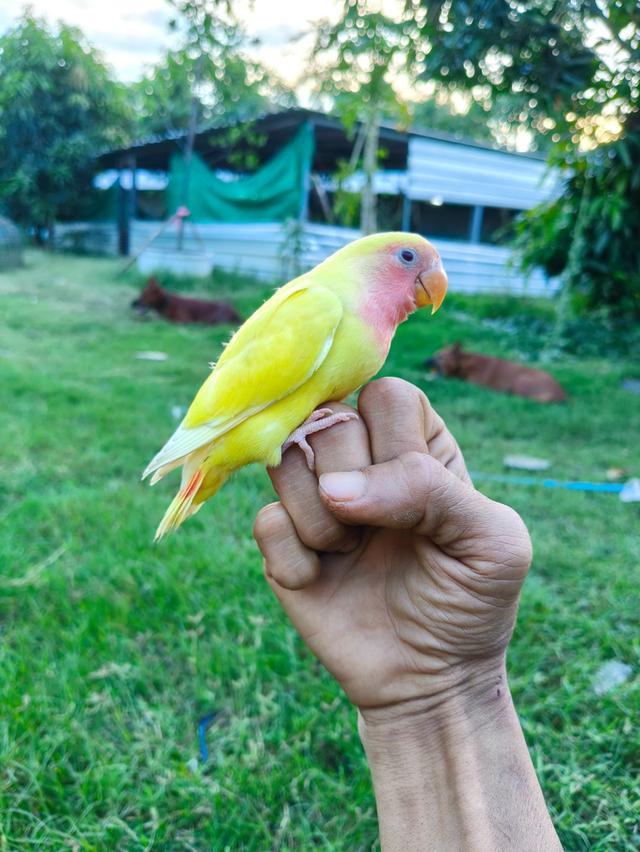 นกเลิฟเบิร์ด สีลูติโน่หน้ากุหลาบชมพู
