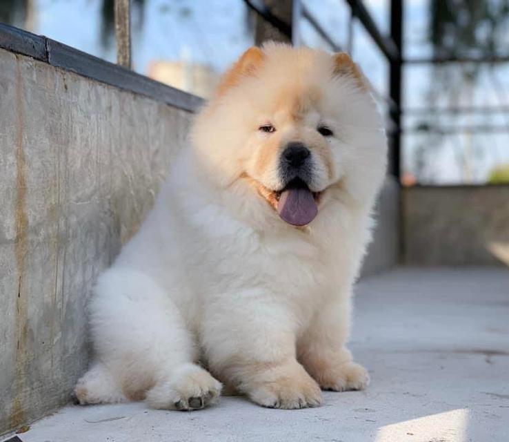chow chow puppies for Sale รูปที่ 3