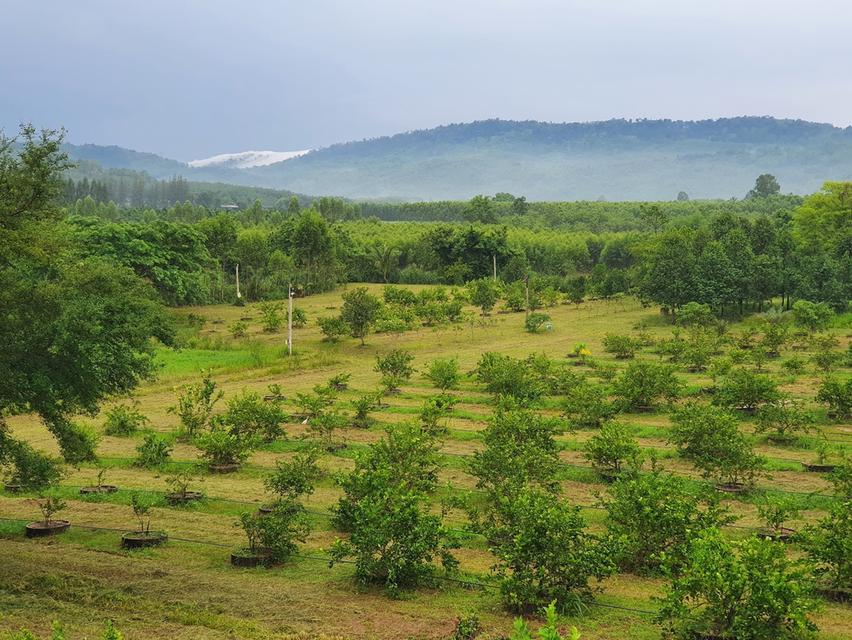 ที่ดิน 30.2 ไร่ ติดคลอง ติดถนน 3ด้าน ต.ธาตุทอง อ.บ่อทอง จ.ชลบุรี 2