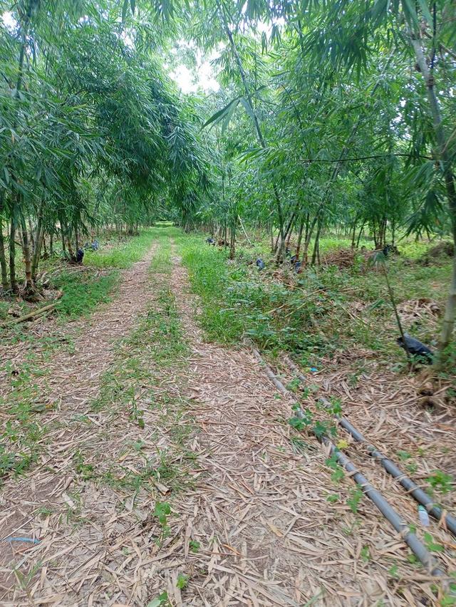 ขายที่ดินทำเลสวยติดเขาใหญ่ใกล้แหล่งท่องเที่ยวติดเขาใหญ่ 9