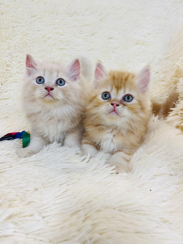 แมว เปอเซียสีส้ม ครีม🔥🔥🔥 รูปที่ 15