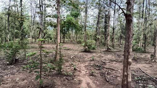 ที่ดินพร้อมสวนป่าสัก 8-2-21 ไร่ ต.ทุ่งยั้ง อ.ลับแล จ.อุตรดิตถ์ รูปที่ 13