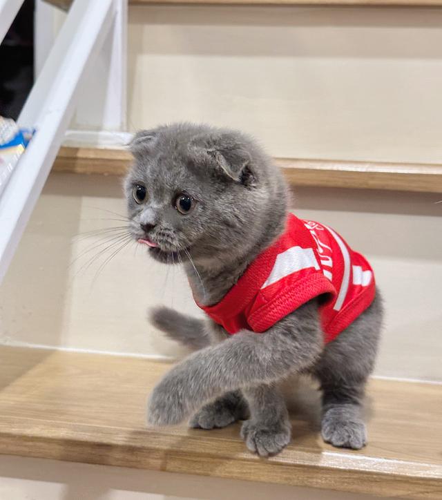 Lovely scottish fold ❤️