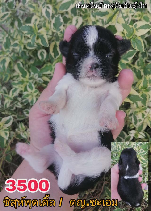 เปิดจอง ชิสุห์พุดเดิ้ล รูปที่ 4