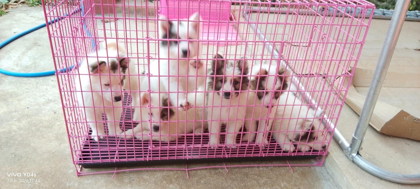 ลูกสุนัขไทยบางแก้ว,ท้มีใบรับรองสายพันธุ์ เชียงใหม่