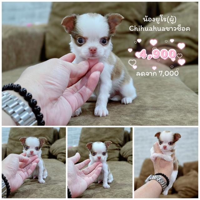 Chihuahua sizeเล็กจิ๋วพร้อมซน