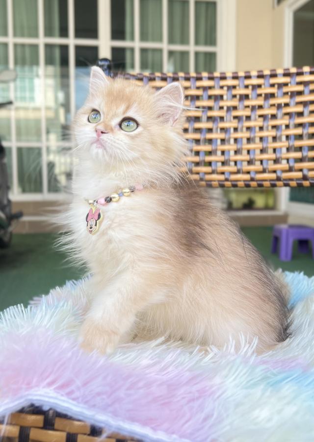 ดญ.คาปู 1