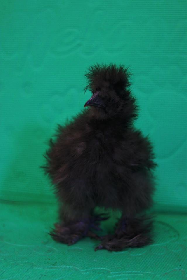 ลูกไก่ซิลกี้ ฟอร์มสวย รูปที่ 3