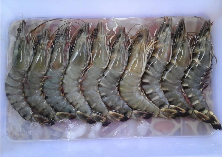 กุ้งลายเสือตัวใหญ่ 2