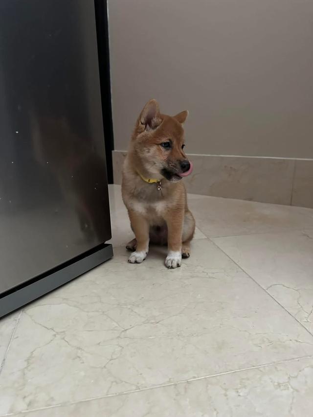 ลูกหมา Shiba สีน้ำตาล แท้ 2