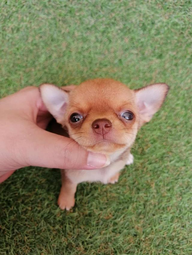 ชิวาว่าเเท้ขนสั้น ญ. 6