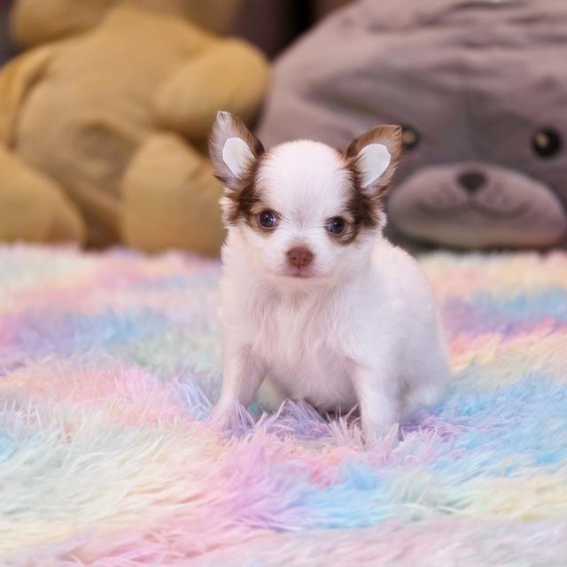 น้องพอใจชิวาวาแท้ขนยาวพร้อมแสบแล้วจ้า 2