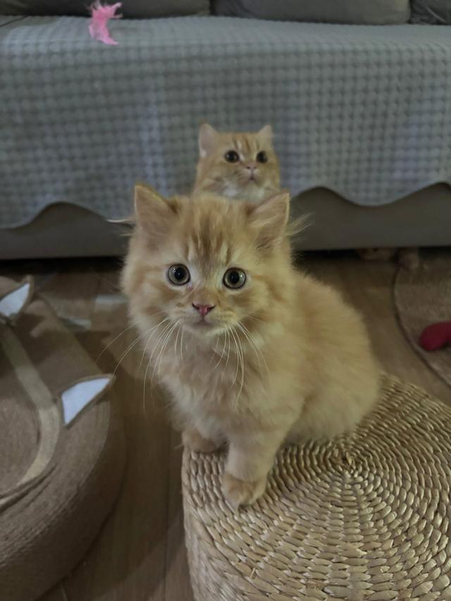 แมว สก๊อตติชผสมเปอร์เซีย