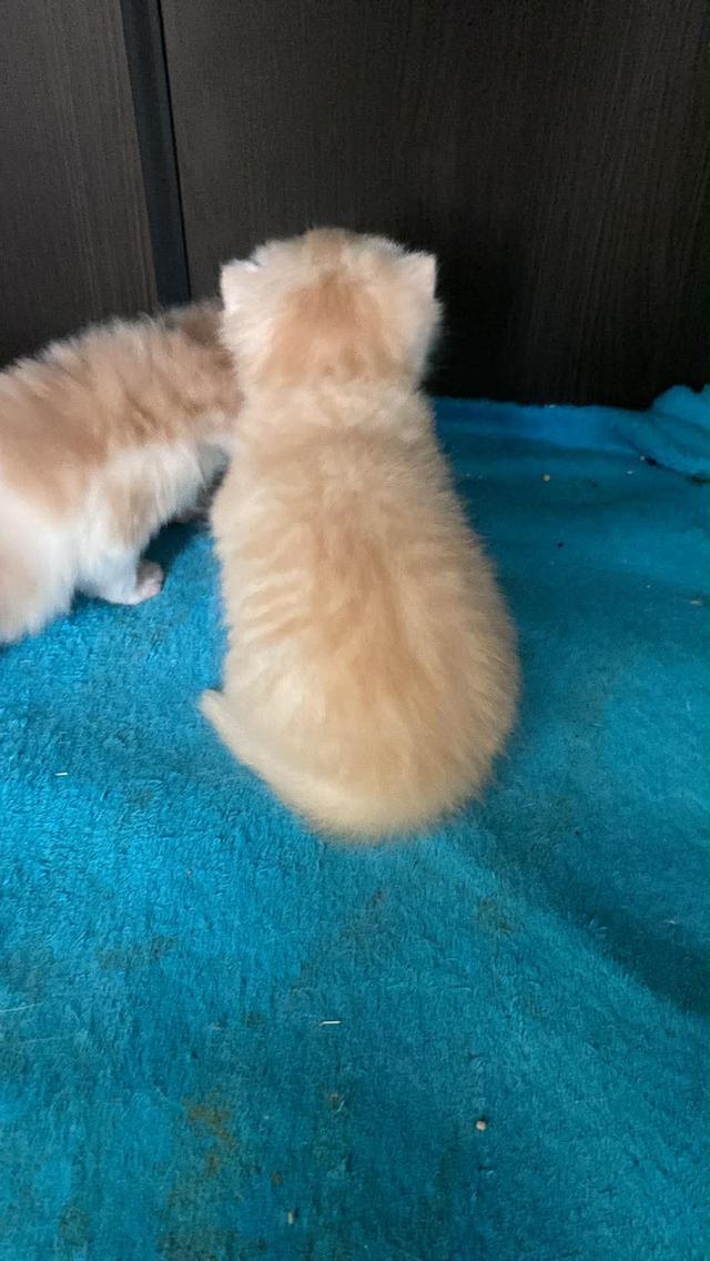 แมวสก๊อตติช หลานชายคอกสุดท้าย รูปที่ 5