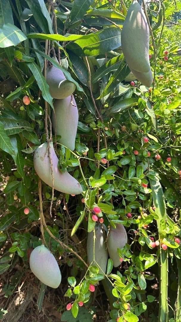 ขายที่ดินทำเลทอง! หมู่บ้านช่างทอง ต.สุเทพ อ.เมืองเชียงใหม่ ใกล้มหาวิทยาลัยเชียงใหม่ (หลัง มช.) 8