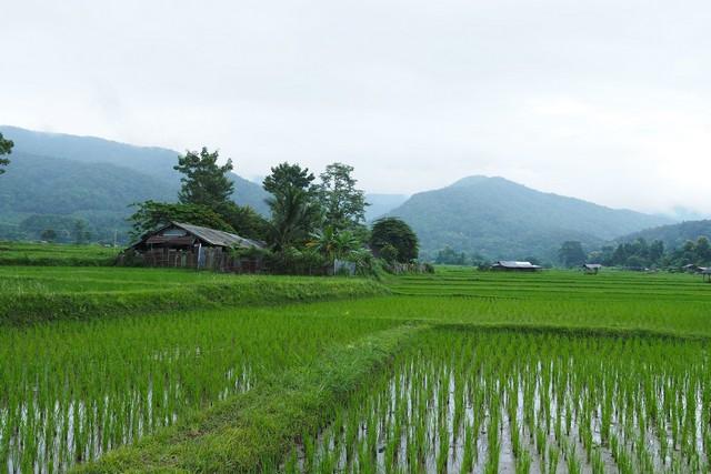 ที่ดินแปลงสวย...วิวดอยภูคา...ใกล้แหล่งท่องเที่ยวชื่อดัง ...อ.ปัว 3