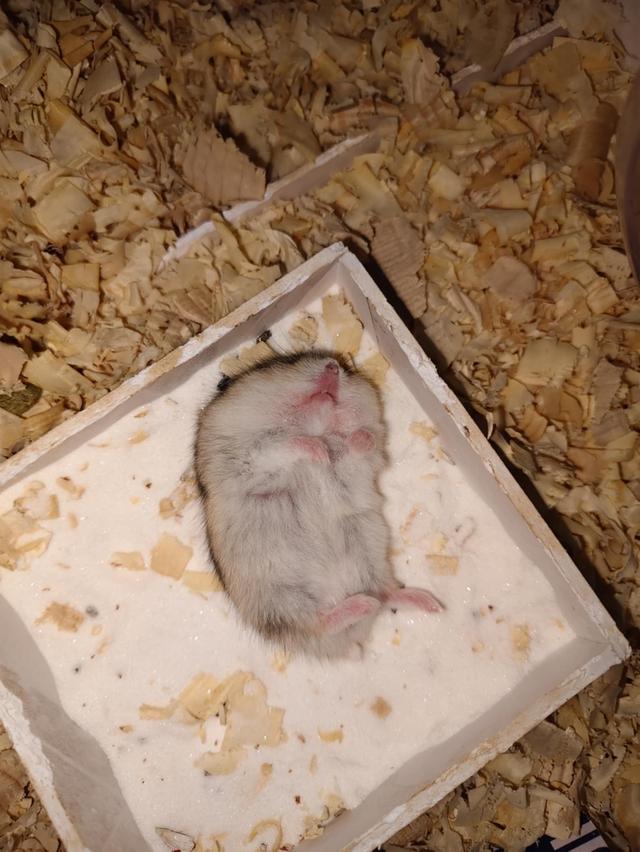 หนูแฮมสเตอร์ วินเทอร์ไวท์ (Winter White) 4