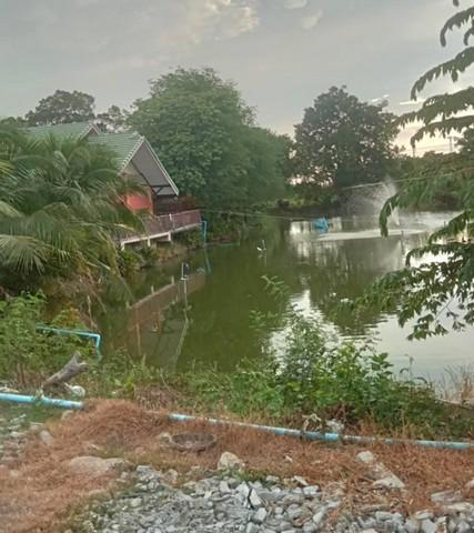 ให้เช่าบ้านชั้นเดียว เล่นระดับ 50ตรว. วิวบึงน้ำ บ่อปลา อยู่อ.บางเลน นครปฐม ใกล้วัดเกาะแรต 3