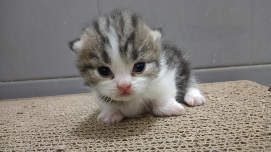 น้องแมวมัชกิ้นขาสั้น 6