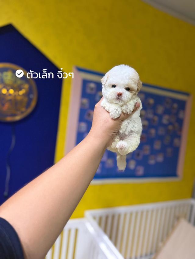 ด.ญ ไข่มุก พุดเดิ้ลแท้ รูปย่อยที่ 3