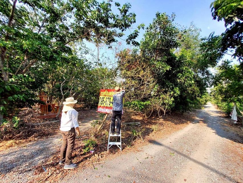 ขายด่วนที่ดิน 9-1-41 ไร่ ติดถนนสาธารณะ คลอง 11 ตอ. ซอย สมนึก อ.หนองเสือ จ.ปทุมธานี 2