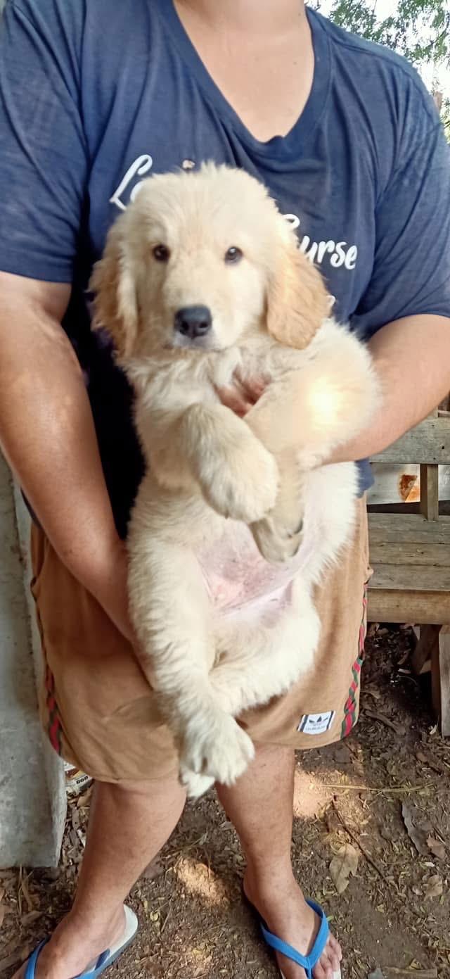 ลูก Golden Retriever ราคาน่ารัก 3