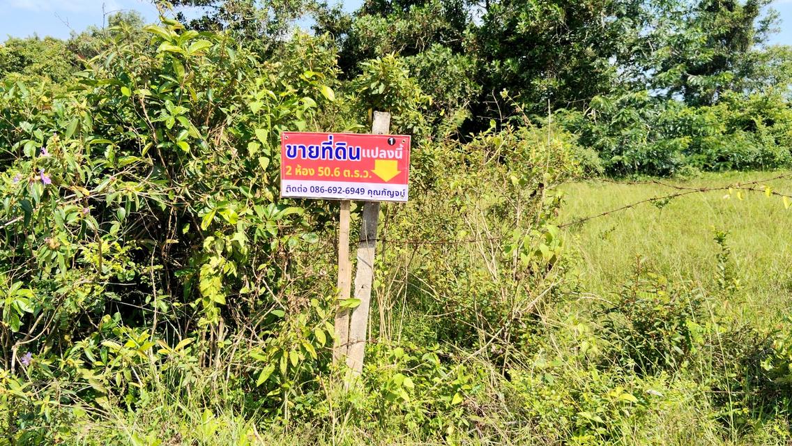 ขายที่ดินเปล่าถูกๆบางกล่ำ 4 ห้องมี 2 โฉนดขายรวม 1,200,000 บาท ขายแยกได้ ️️️️️️ 2