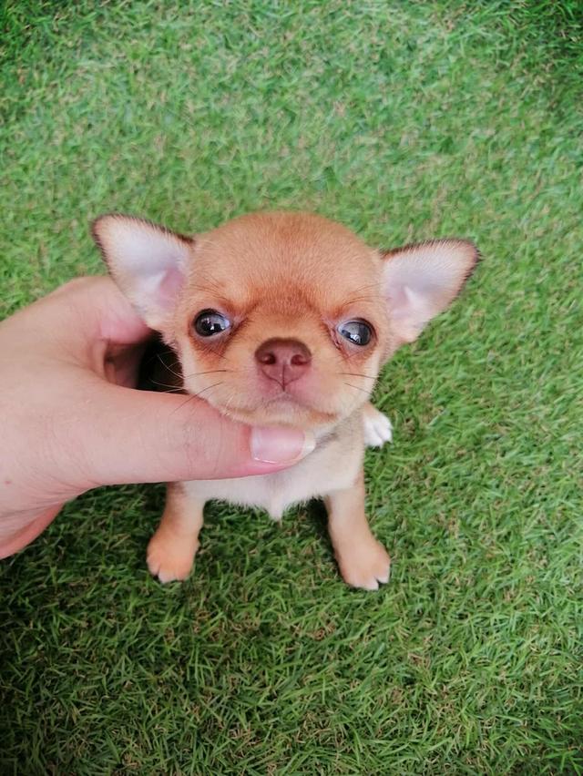 ชิวาว่าเเท้ขนสั้น ญ.