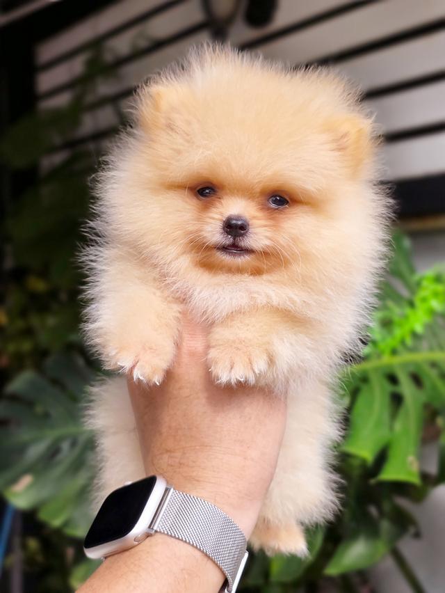 น้องไทเฮา ปอมทีคัพสีครีมเพศเมีย 8