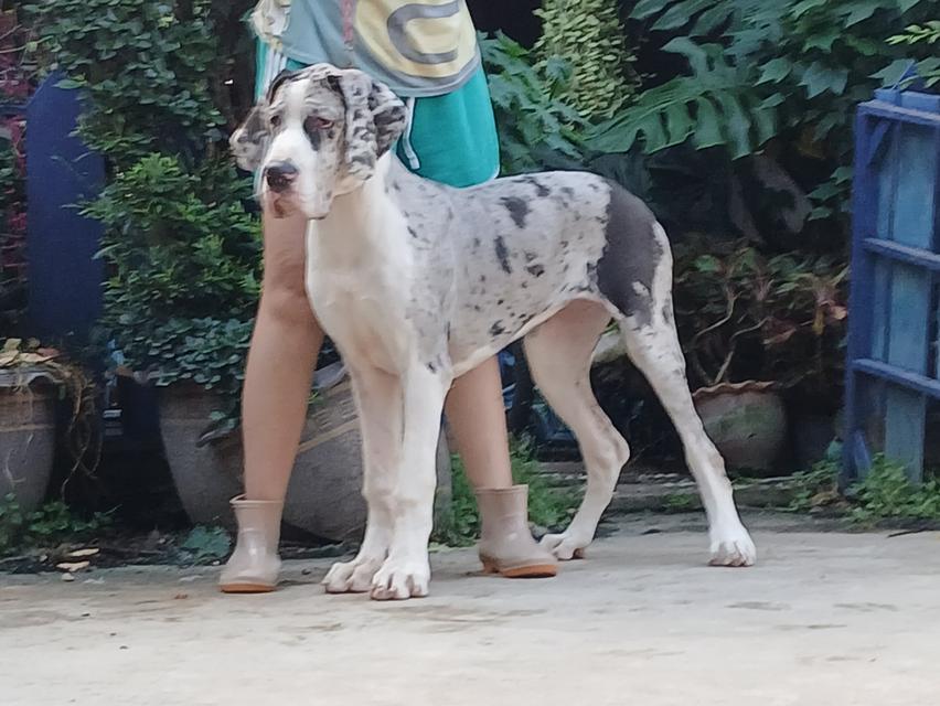 สุนัข เกรทเดน Great dane female for sale เพศเมีย