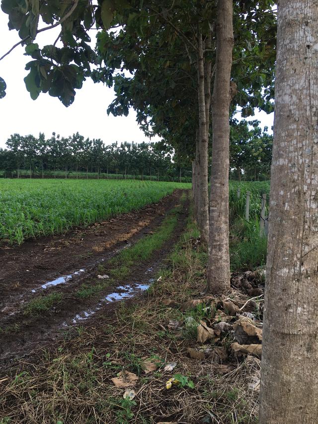 ขายที่ดินโฉนด เขาใหญ่ ใกล้ถนนลาดยาง วิวสวย 10 ไร่ 2 งาน ต.คลองม่วง อ.ปากช่อง จ.นครราชสีมา 2