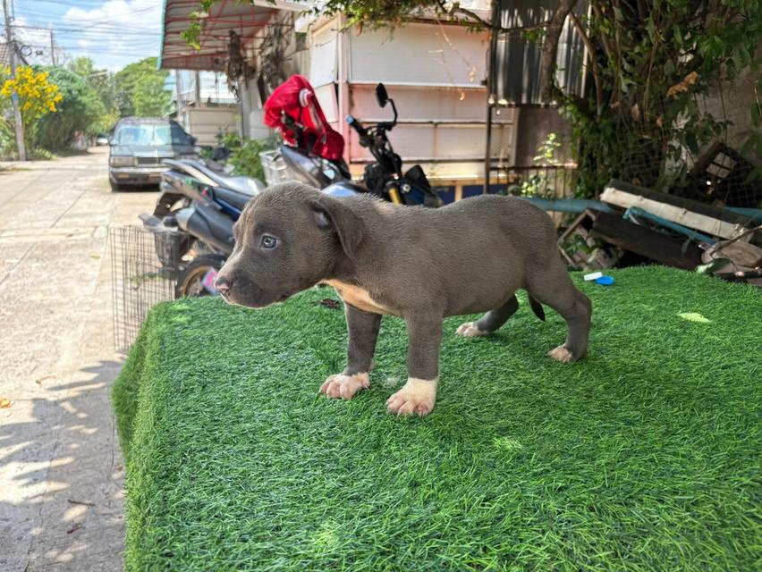 สุนัข American Pitbull รูปย่อยที่ 3