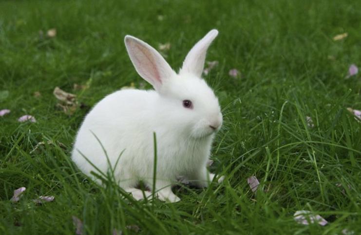 กระต่ายฟลอริดาไวท์ สีขาว 1
