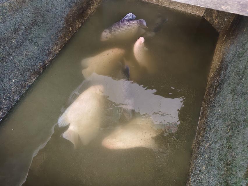 ปลาแรด เลิกเลี้ยง เผือกตาแดง