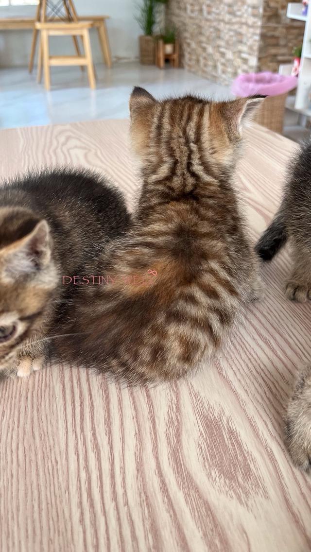 แมวสก๊อตติชโฟลด์ เพศเมีย รูปที่ 3