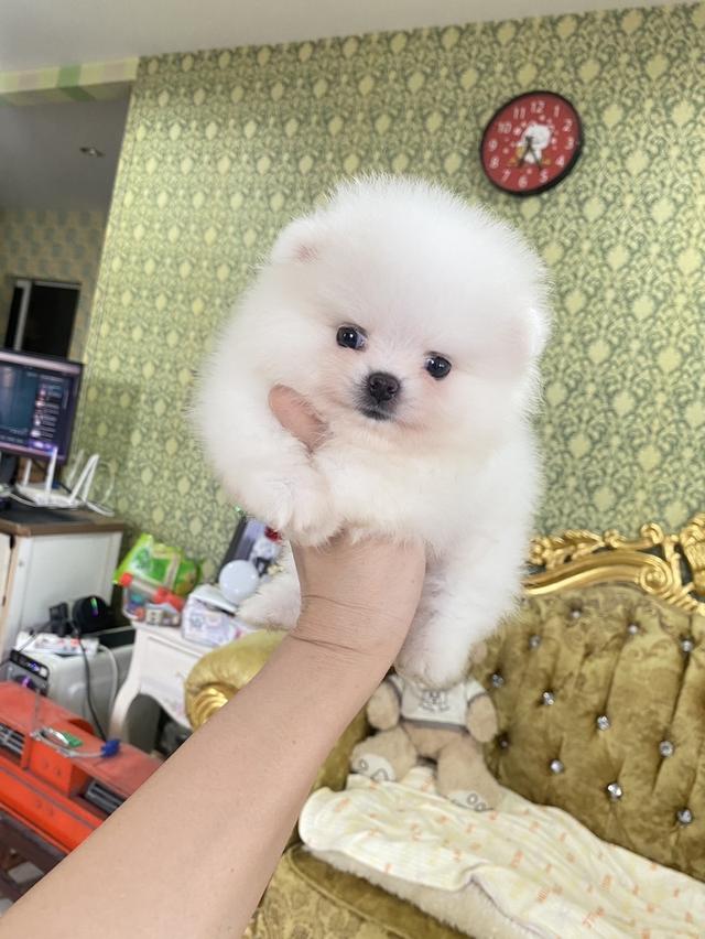 ปอมแท้ อายุ2เดือน ทีคัพ จิ๋วๆ 