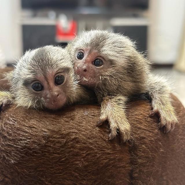Marmoset Monkey WhatsApp me : +66 63 826 3042 รูปย่อยที่ 2
