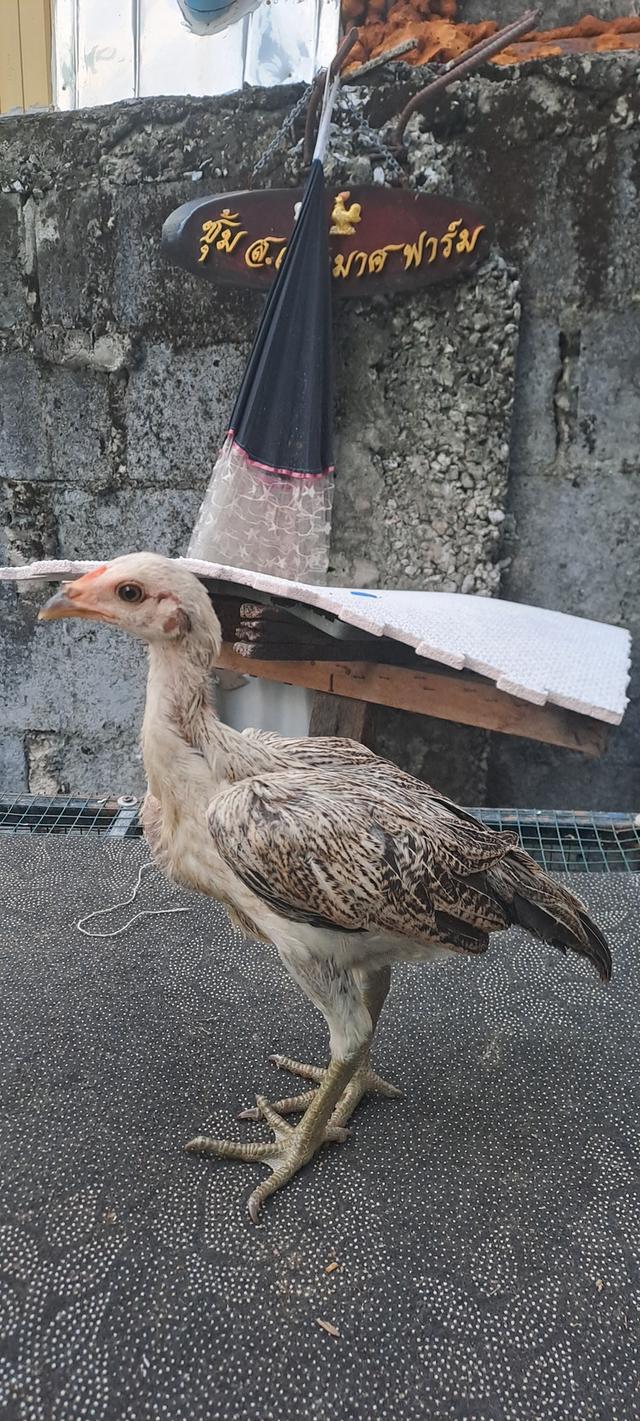 จำหน่ายลูกไก่ พม่าญี่ปุ่น พม่าญี่ปุ่นบราซิล