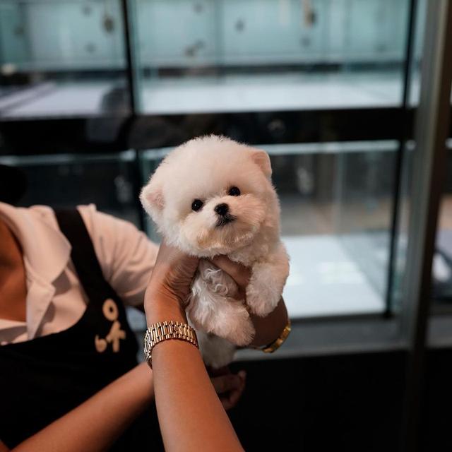 Toy Bichon Frise Puppies  WhatsApp me : +66 63 826 3042 รูปที่ 3