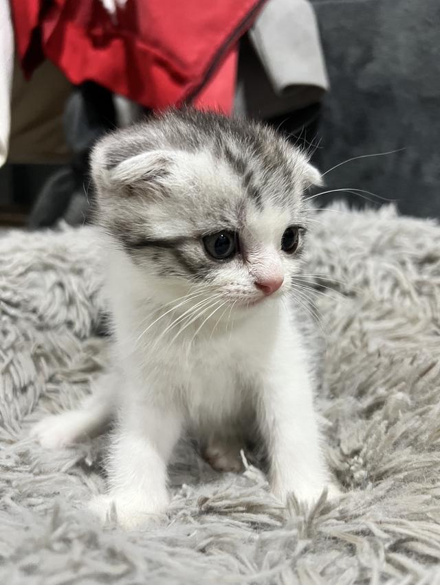 Scottish fold พร้อมย้ายบ้าน