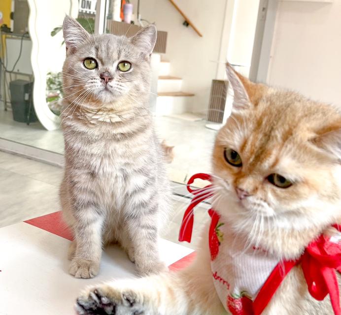  British Shorthair ใบเพ็ดนอก WCF 6