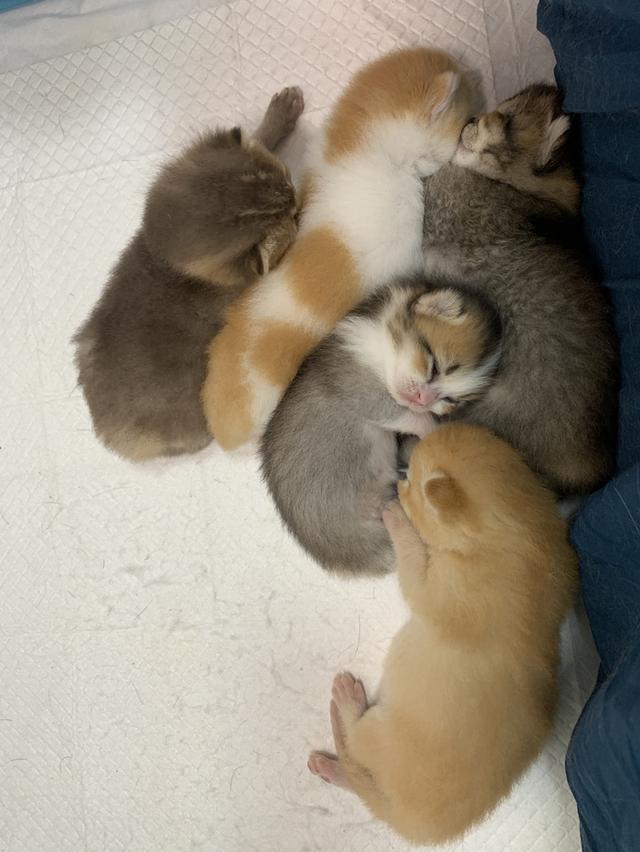 ลูกแมว สก๊อตติชบริชติช 2