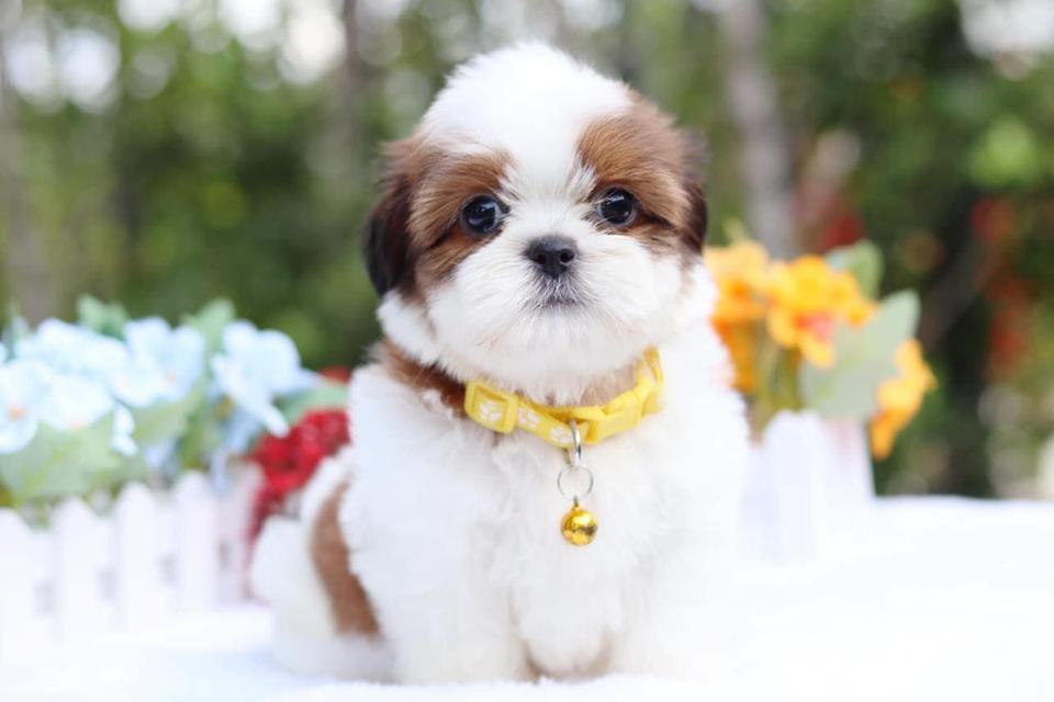 Shih Tzu Puppies | WhatsApp me : +971 58 208 8241 รูปที่ 1
